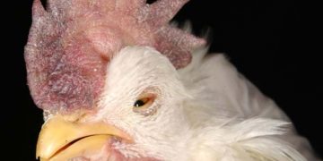 Newcastle Hastalığında Epidemiyojik Bir Çalışma