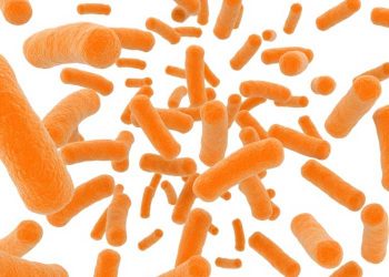 Öbiyotikler ve Yeni Bir Bağırsak Sağlığı Paradigması Gereksinimi