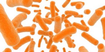 Öbiyotikler ve Yeni Bir Bağırsak Sağlığı Paradigması Gereksinimi