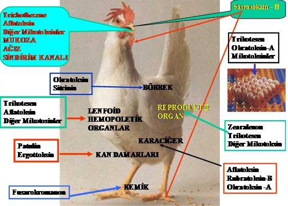 Resim. 2. Önemli mikotoksinlerin etkilediği doku ve organlar