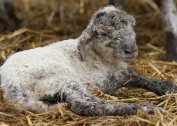 Schmallenberg Hastalığı