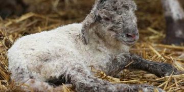 Schmallenberg Hastalığı