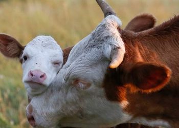 Sütçü Sığır İşletmelerinde Döl Verimi Düşüklüğü Sebepleri ve Kritik Kontrol Noktaları