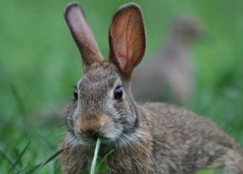 Tavşan Vebası (Tularemi)