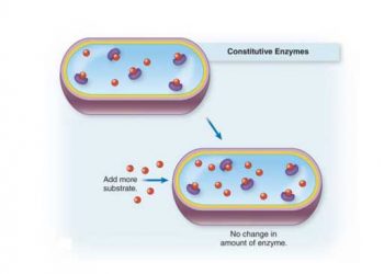 Yapısal Enzim Nedir?