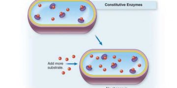 Yapısal Enzim Nedir?