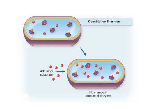 Yapısal Enzim Nedir?