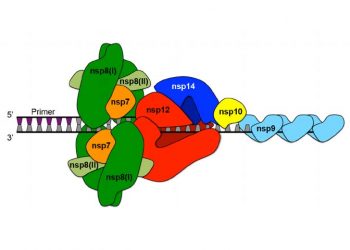 Yapısal Olmayan Protein Nedir?