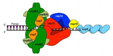 Yapısal Olmayan Protein Nedir?