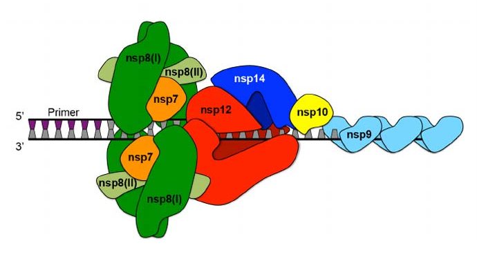 Yapısal Olmayan Protein Nedir?