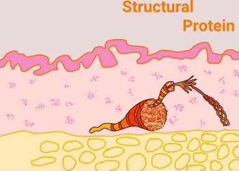 Yapısal Protein Nedir?