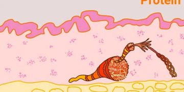 Yapısal Protein Nedir?