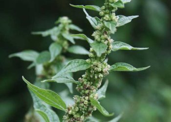 Yapışkan Otu Nedir?