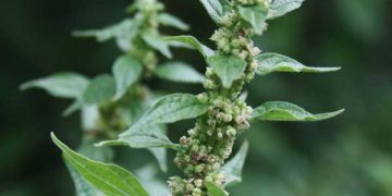 Yapışkan Otu Nedir?