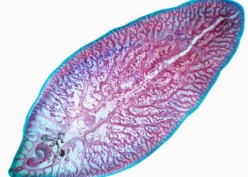 Yaprak Kelebeği Nedir?