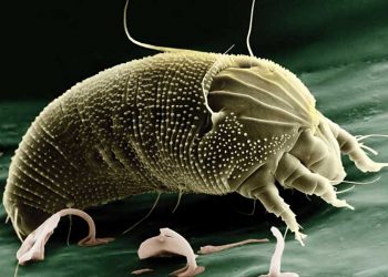 Yara Kabuğu Akarı Nedir?