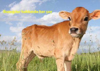 1. Uluslararası Uygulamalı Buzağı Kongresi 12-15 Mart 2020