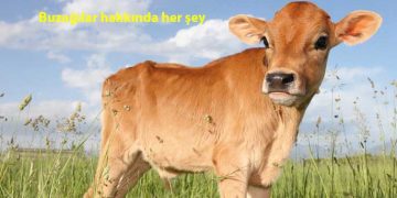 1. Uluslararası Uygulamalı Buzağı Kongresi 12-15 Mart 2020