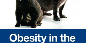 Köpek ve Kedide Obezite