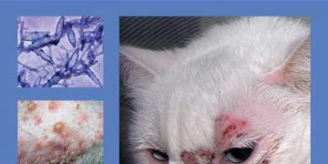 Veteriner Teknisyenler ve Hemşireler İçin Küçük Hayvan Dermatolojisi