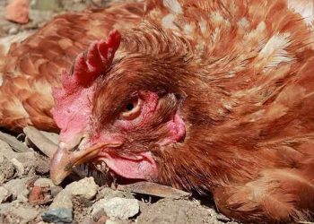 Avian İnfectious Hepatitis (İnfeksiyöz Hepatitis, Hepatitis Aviaire)