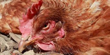 Avian İnfectious Hepatitis (İnfeksiyöz Hepatitis, Hepatitis Aviaire)