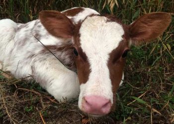 Buzağılarda Kabızlık