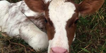 Buzağılarda Kabızlık