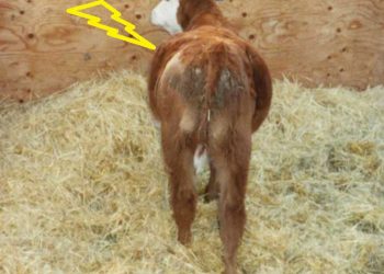 Buzağılarda Karın Şişliği