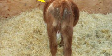 Buzağılarda Karın Şişliği