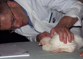 Coccidiosis ile başarılı mücadele için…