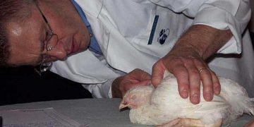 Coccidiosis ile başarılı mücadele için…