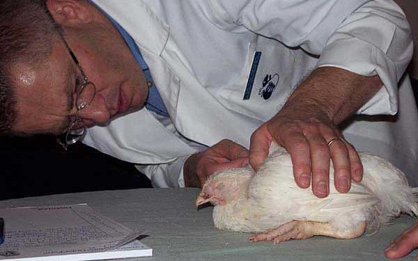 Coccidiosis ile başarılı mücadele için…