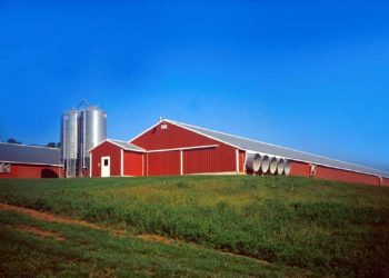 Coccidiosis ile Mücadelenin Pratik Yolları