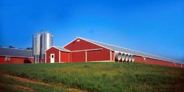 Coccidiosis ile Mücadelenin Pratik Yolları