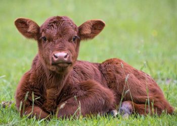 Döl Verimi ve Döl Verimi Düşüklüğü