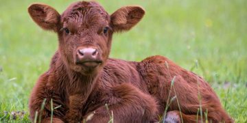 Döl Verimi ve Döl Verimi Düşüklüğü