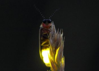 Evcil Kuşlarda Ateş Böceği Zehirlenmesi