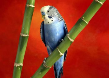 Evcil Kuşlarda Gut Hastalığı