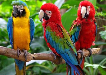 Evcil Kuşlarda Proventrikulus Hastalığı