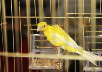 Evcil Kuşlarda Temel Eğitim