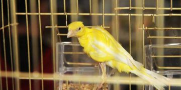 Evcil Kuşlarda Temel Eğitim