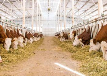 Hayvancılığımızın Sorunları