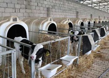 Hayvancılık desteklemeleri haczedilemeyecek