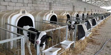 Hayvancılık desteklemeleri haczedilemeyecek