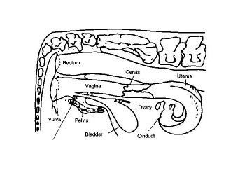İneklerde Genital Anatomi