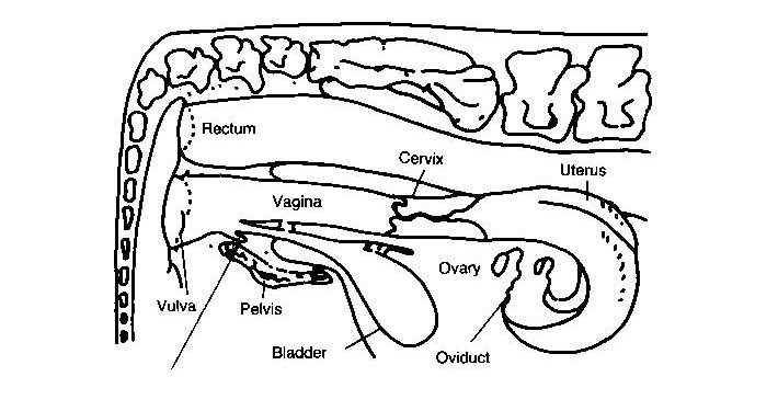 İneklerde Genital Anatomi