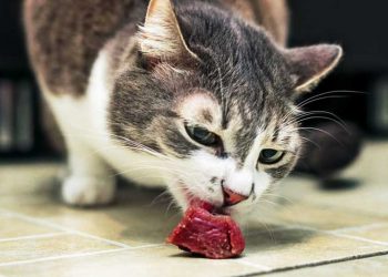 Kediler Nasıl Beslenmeli?