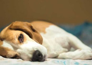 Köpeklerin ‘insan yaşını’ hesaplamak için yeni formül