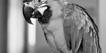 Kuşlarda Pacheco Hastalığı